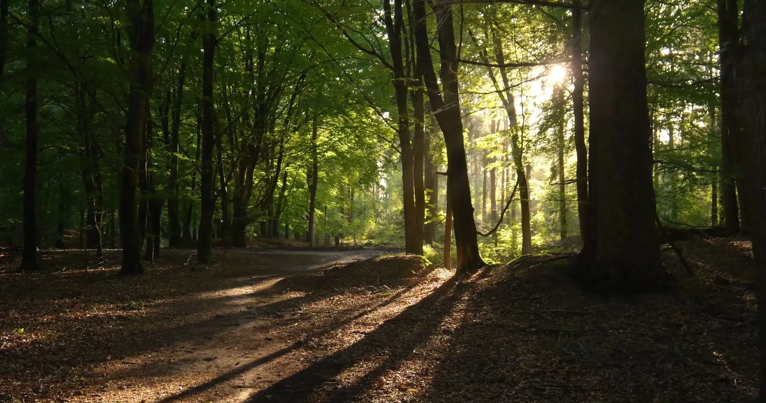 Release Your Creativity